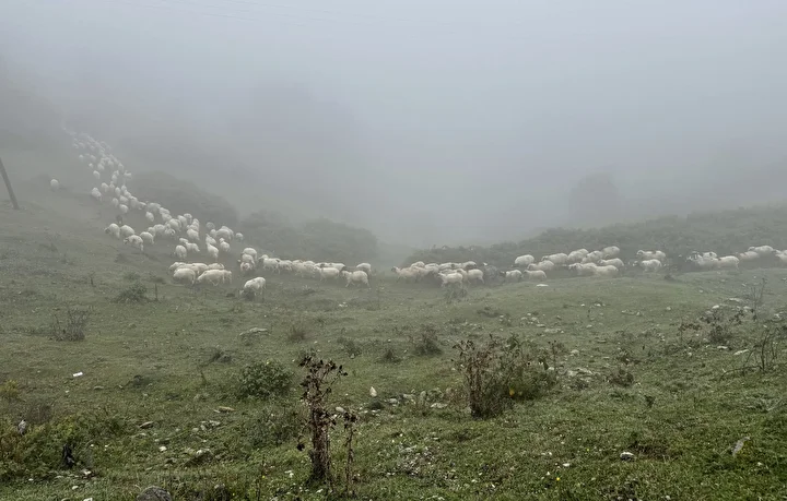 sisler altindaki karadeniz yaylalarindan donus seyahati basladi 5 qXTgYzR1