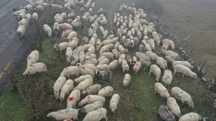 sisler altindaki karadeniz yaylalarindan donus seyahati basladi 8 BR5kVjiT