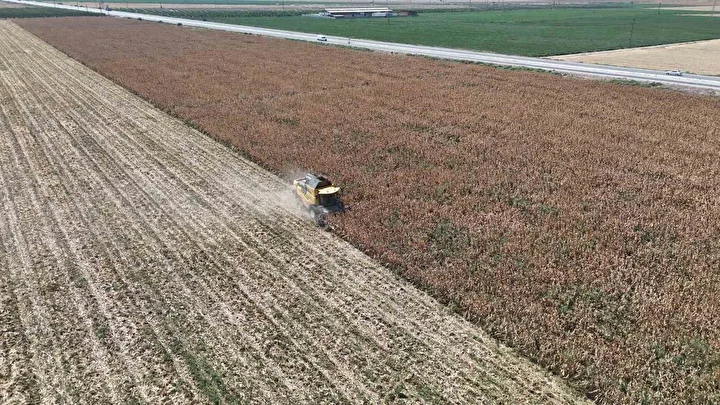 Son 65 yılın ek kurak yılının yaşandığı Amik Ovası’nda mısır hasadında rekolte kaybı yaşandı 1 son 65 yilin ek kurak yilinin yasandigi amik ovasinda misir hasadinda rekolte kaybi yasandi uuY2Leae
