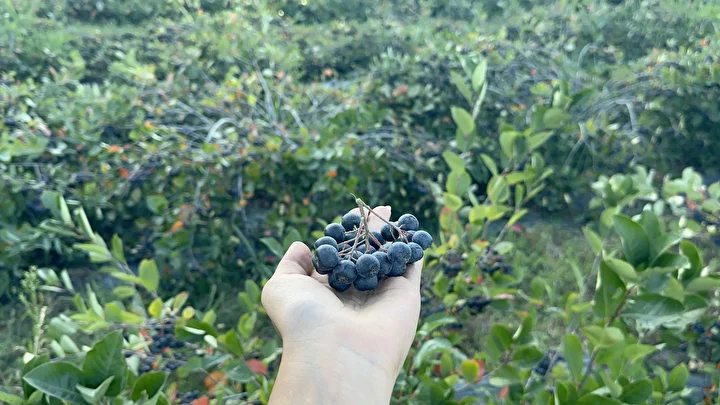 super meyve olarak biliniyor yaslanma geciktirici tesiri de var 1