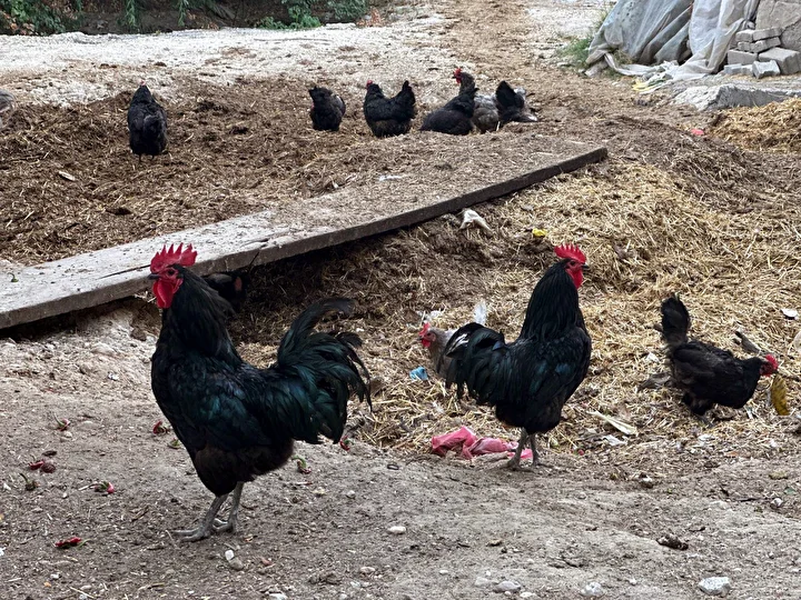 taleplere yetisemiyor meskeninde o denli bir tesis kurdu ki paraya para demiyor 5 6L5aHgAL