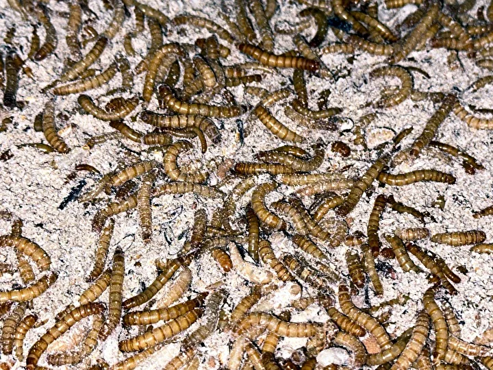 taleplere yetisemiyor meskeninde o denli bir tesis kurdu ki paraya para demiyor 6 fac551Ev