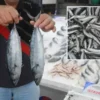 tanesi 350 lira olunca tezgahin gozdesi bu sene degisti sIuMh6gs.webp