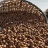 ticaret borsalarinda 12 ayda 649 bin tondan fazla findik surec gordu vaRi7mGy.webp