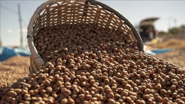 ticaret borsalarinda 12 ayda 649 bin tondan fazla findik surec gordu vaRi7mGy.webp