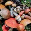 uzmanindan dogadan toplanan kimi mantarlarin olumcul zehirlenmeye yol acabilecegi uyarisi OH3Spxym.webp