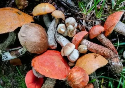 Uzmanından ‘doğadan toplanan kimi mantarların ölümcül zehirlenmeye yol açabileceği’ uyarısı uzmanindan dogadan toplanan kimi mantarlarin olumcul zehirlenmeye yol acabilecegi uyarisi OH3Spxym.webp