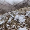 vanin yukseklerine kar yagdi hazirliksiz yakalanan cobanlar guc anlar yasadi 2GTqA72k.webp
