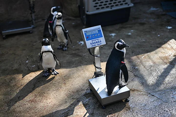 wroclaw hayvanat bahcesi penguenleri yeni halkalariyla taninabilir hale geliyor 2 hPNnaAa2