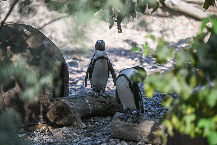 wroclaw hayvanat bahcesi penguenleri yeni halkalariyla taninabilir hale geliyor 3
