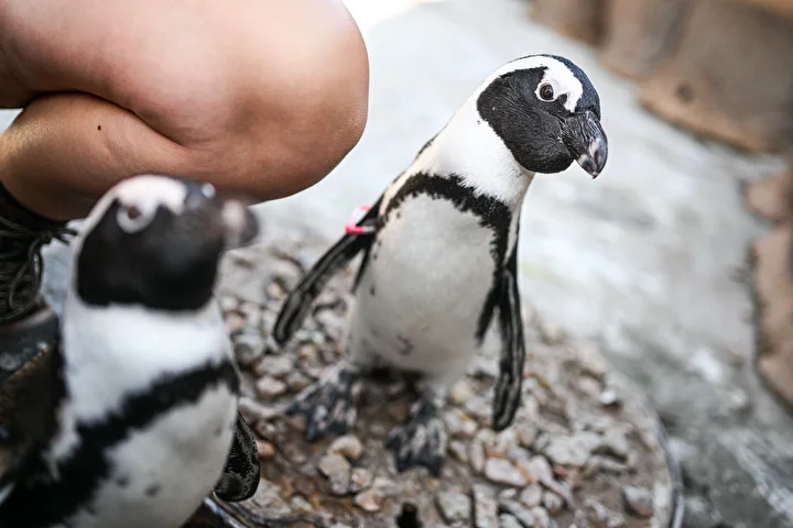 wroclaw hayvanat bahcesi penguenleri yeni halkalariyla taninabilir hale geliyor 6