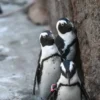 wroclaw hayvanat bahcesi penguenleri yeni halkalariyla taninabilir hale geliyor L3cHxxSf.webp