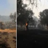 ABD’nin Gazze’deki savaşla ilgili en son ateşkes teklifine Hamas’ın onay verdiği savı yunanistanin midilli adasinda cikan yangina mudahale ediliyor K5Kl3HS1.webp