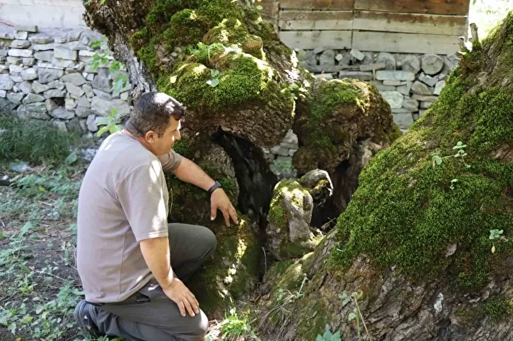 300 yillik dut agacinda dikkat ceken ayrinti cok farkli bir imaj 0 CWOfFC7e