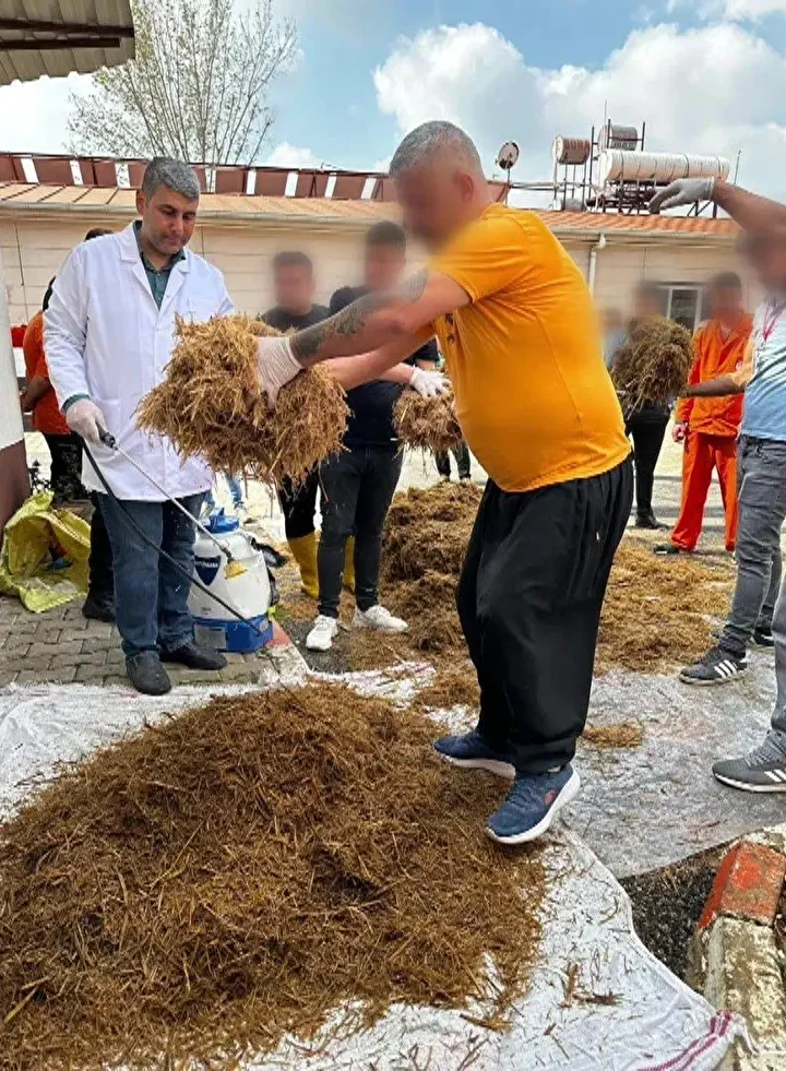 adanadaki mahkumlar kirmizi reishi mantari uretti kilosu 15 bin liradan satiliyor 2 mLkkb4Bd