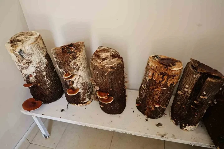 adanadaki mahkumlar kirmizi reishi mantari uretti kilosu 15 bin liradan satiliyor 4 5h4aH9gY