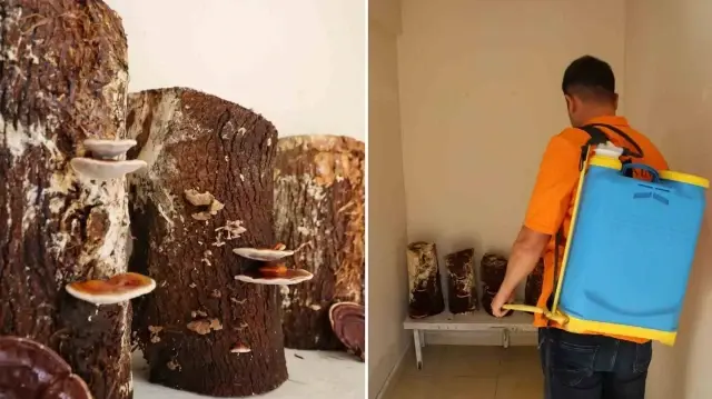 adanadaki mahkumlar kirmizi reishi mantari uretti kilosu 15 bin liradan satiliyor W5kF5SEJ.webp
