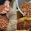 aromasi ve yag oraniyla begenilen giresun findigi dorukta kilosu 350 liraya ulasti nyeMjlQU.webp