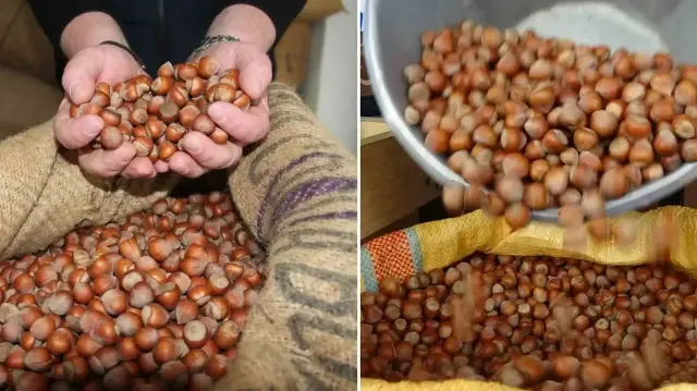 aromasi ve yag oraniyla begenilen giresun findigi dorukta kilosu 350 liraya ulasti nyeMjlQU.webp