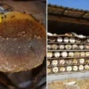 babasinin yaptigi kara kovan ariciligini guclu arazi sartlarinda 35 yildir surduruyor FgIOYaUy.webp