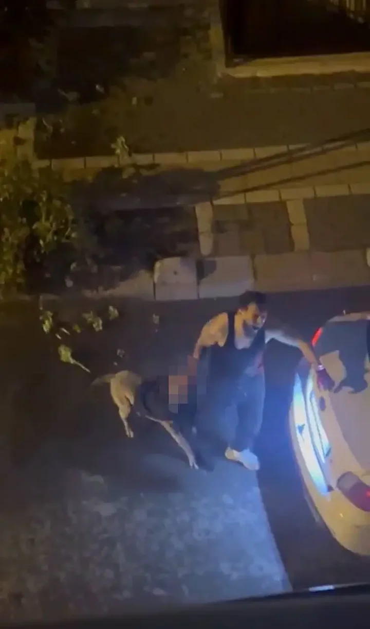 bahcelievlerde dehset pitbull cinsi kopek sahibine saldirdi 0 dSgW1jwN