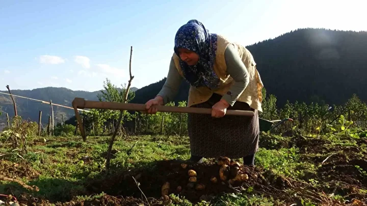 bu hasatta her sey busbutun organik giresun yaylalarinda patates hasadi basladi 0