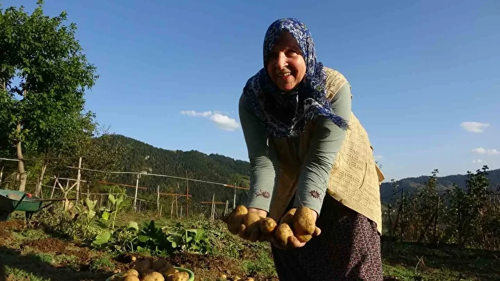 bu hasatta her sey busbutun organik giresun yaylalarinda patates hasadi basladi 1 OpOsSrPA