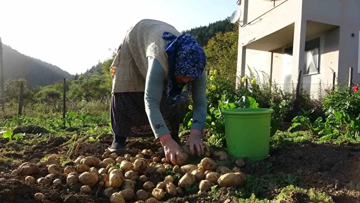 bu hasatta her sey busbutun organik giresun yaylalarinda patates hasadi basladi 2 MHfSbhPv