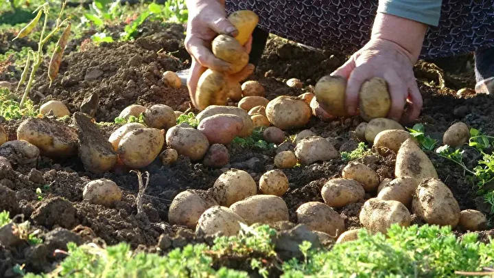 bu hasatta her sey busbutun organik giresun yaylalarinda patates hasadi basladi 3 WnbdiGzv