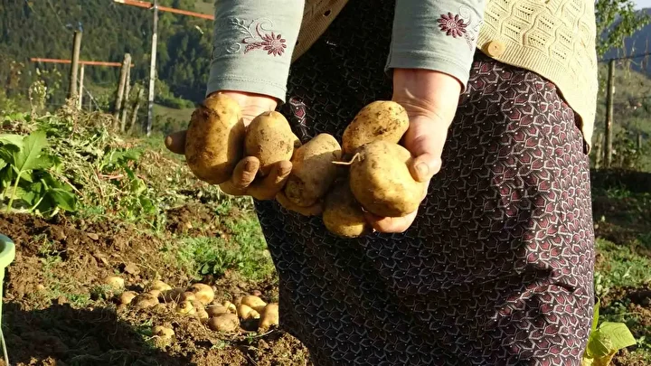 bu hasatta her sey busbutun organik giresun yaylalarinda patates hasadi basladi 4 5fAFJbjN
