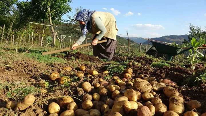 bu hasatta her sey busbutun organik giresun yaylalarinda patates hasadi basladi 5 wGQMme99