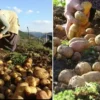 Çiftçilere 320,6 milyon lira destekleme ödemesi bugün yapılacak bu hasatta her sey busbutun organik giresun yaylalarinda patates hasadi basladi ZOv64gp3.webp