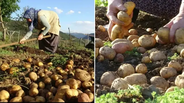 bu hasatta her sey busbutun organik giresun yaylalarinda patates hasadi basladi ZOv64gp3.webp
