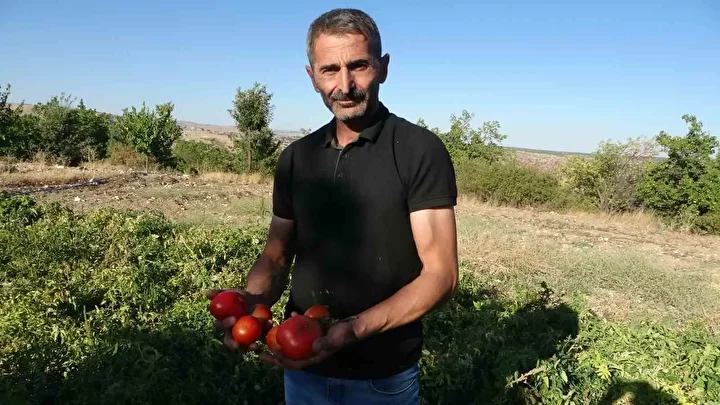 ciftci krizi firsata cevirdi zirai donun vurdugu malatyada kayisi ziyan edince bal kabagi uretimi ItCiDgre