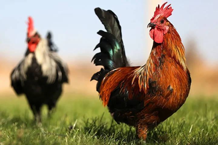 Denizli horozunun ırkı Konya'daki enstitüde korunuyor 1 denizli horozunun irki konyadaki enstitude korunuyor 0
