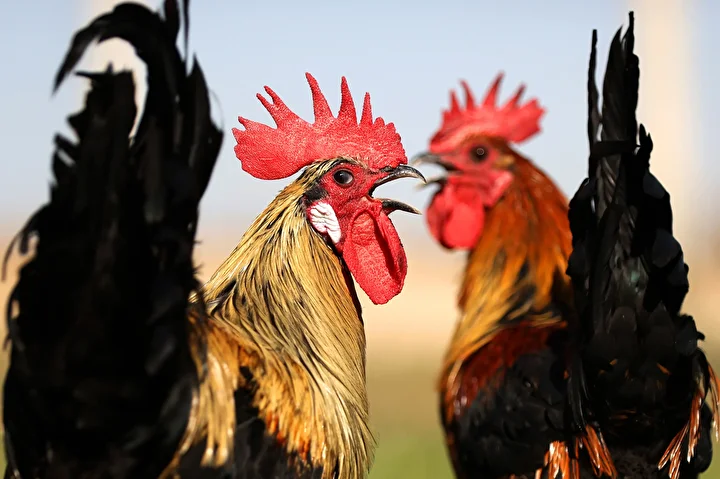 Denizli horozunun ırkı Konya'daki enstitüde korunuyor 2 denizli horozunun irki konyadaki enstitude korunuyor 1 Iyy3wGnz