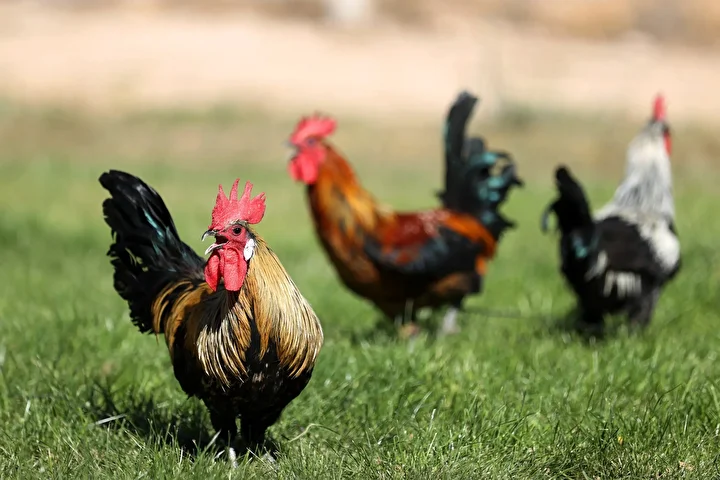Denizli horozunun ırkı Konya'daki enstitüde korunuyor 13 denizli horozunun irki konyadaki enstitude korunuyor 12 gtCrgWUu