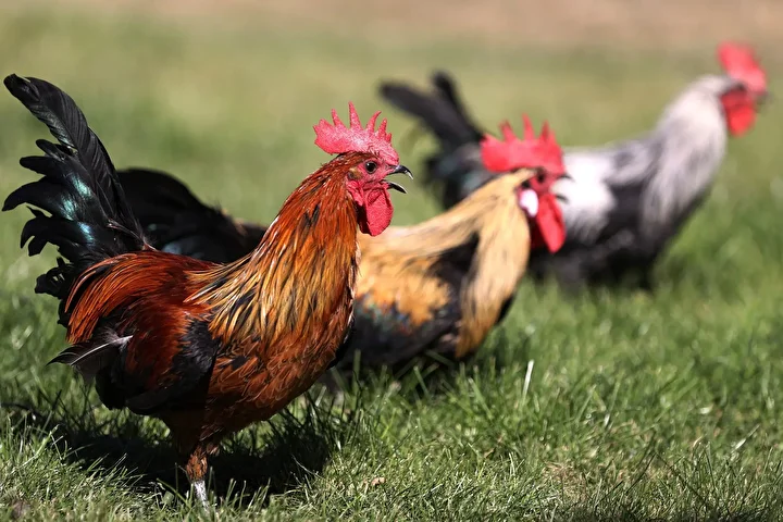 Denizli horozunun ırkı Konya'daki enstitüde korunuyor 18 denizli horozunun irki konyadaki enstitude korunuyor 17 qlIzg7Oh