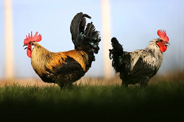 Denizli horozunun ırkı Konya'daki enstitüde korunuyor 4 denizli horozunun irki konyadaki enstitude korunuyor 3 WiPaTFcr