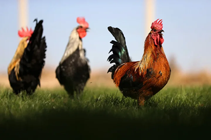 Denizli horozunun ırkı Konya'daki enstitüde korunuyor 5 denizli horozunun irki konyadaki enstitude korunuyor 4 Ndz7nhAm