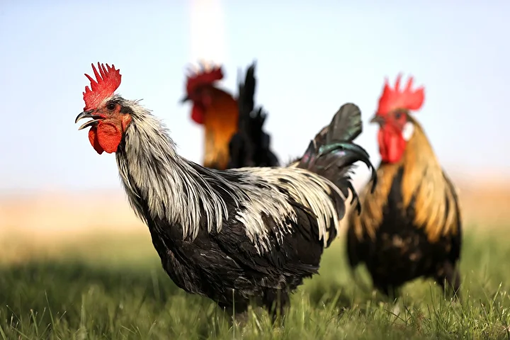 Denizli horozunun ırkı Konya'daki enstitüde korunuyor 6 denizli horozunun irki konyadaki enstitude korunuyor 5 O146DZip