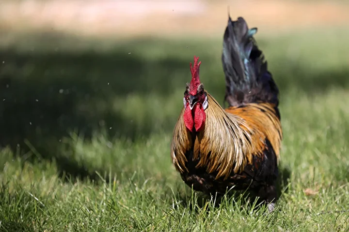 Denizli horozunun ırkı Konya'daki enstitüde korunuyor 7 denizli horozunun irki konyadaki enstitude korunuyor 6 zZGk3F8t