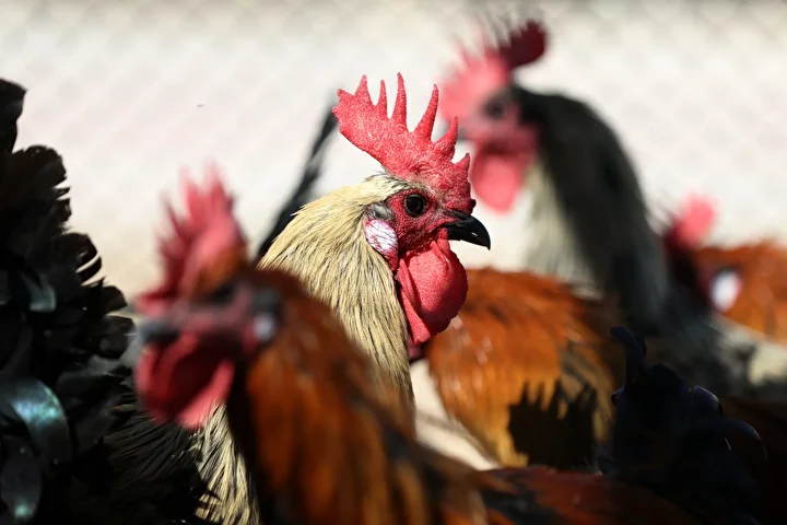 Denizli horozunun ırkı Konya'daki enstitüde korunuyor 8 denizli horozunun irki konyadaki enstitude korunuyor 7 Mz3UDwNI
