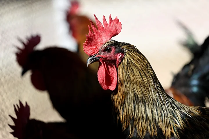 Denizli horozunun ırkı Konya'daki enstitüde korunuyor 9 denizli horozunun irki konyadaki enstitude korunuyor 8 CL7I893A