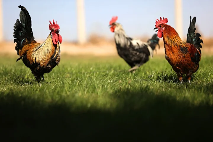 Denizli horozunun ırkı Konya'daki enstitüde korunuyor 10 denizli horozunun irki konyadaki enstitude korunuyor 9 3k8ZLPuQ