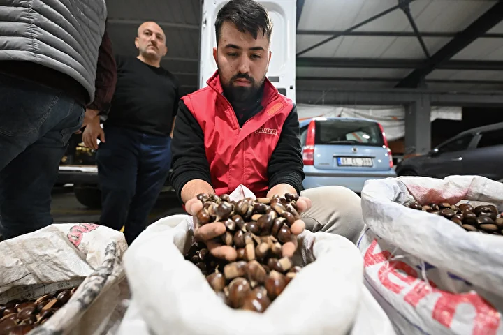 Düzce'de kestane mezatı açıldı 15 duzcede kestane mezati acildi 14 OOzA7A9z