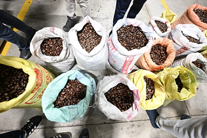 Düzce'de kestane mezatı açıldı 5 duzcede kestane mezati acildi 4 SNDWU3TD