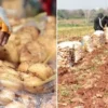 erzincanda patates hasadi basladi gunde 600 lira yevmiye alan personeller randimanin yuzde 30 dustugunu c3ZWebhX.webp