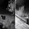 erzincanda yerlesim alanlarina inen ayilar vatandaslari huzursuz ediyor k5NQmILg.webp