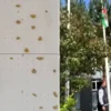‘Müsilajın balıkların üreme sistemine direkt tesiri yok’: Tabandaki mercan, pina, midye ve alglere ziyanı oldu erzurum ataturk universitesi ogrencilerinden alkislanacak hareket bir defa yukselen bayrak bir daha inmez diyerek 47FPxjmn.webp